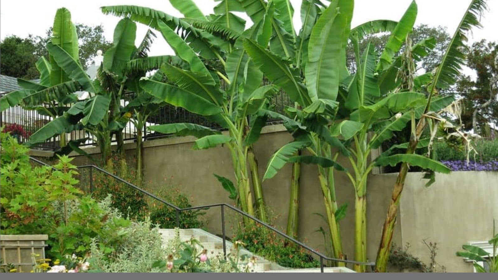 உங்க வீட்டில் வாழை மரம் இருக்கா...? அப்போ இந்த வாஸ்து குறிப்புகளை