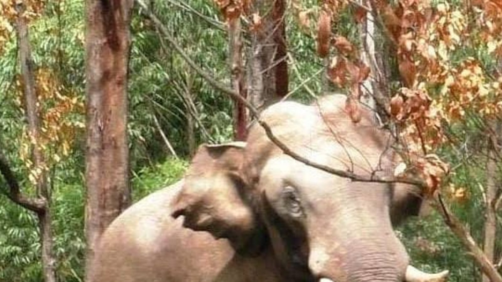 விருதுநகர் வந்த அரிசிக்கொம்பன்.. வியப்புடன் பார்த்த மக்கள்!