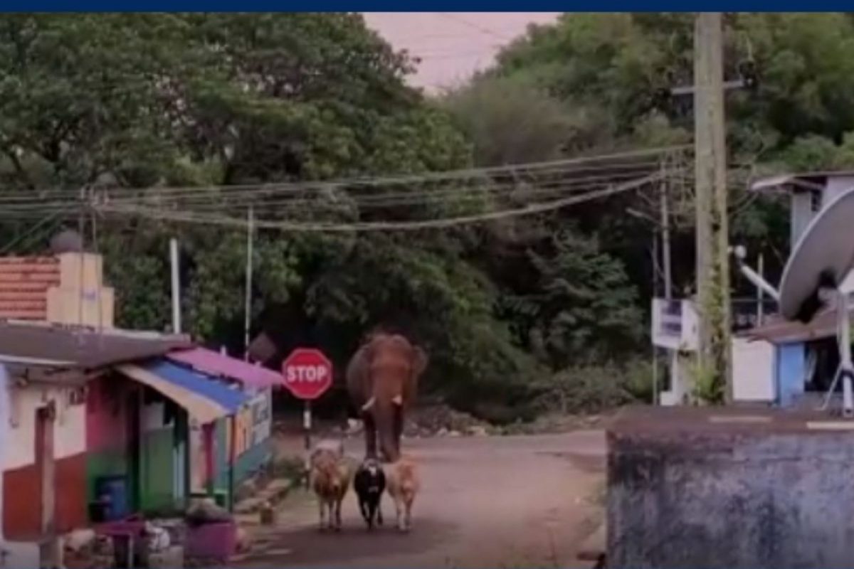 பாகுபலி யானையை துன்புறுத்தினால் மனிதர்களை தாக்கும்- வனத்துறை