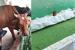 ஆரோக்கியம் அளிக்கும் அசோலா தீவனம்.. அப்படி என்ன சிறப்பு?