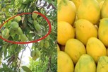 அதென்ன பாதிரி மாம்பழம்? அதுவும் நம்ம ஊர்லயே கிடைக்குதா?