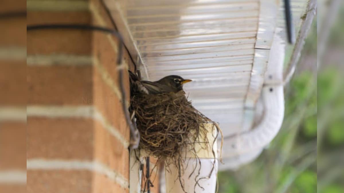 Vastu Tips வீட்டில் சிட்டுக்குருவி கூடு கட்டுவது நல்லதா.. கெட்டதா?..