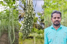 அரை ஏக்கரில் புடலங்காய், பாகற்காய் சாகுபடி.. அதிக லாபம் ஈட்டி அசத்தி வரும் தஞ்சை விவசாயி!