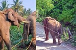 அரிசிக்கொம்பன் யானை எங்கு விடப்படுகிறது தெரியுமா?