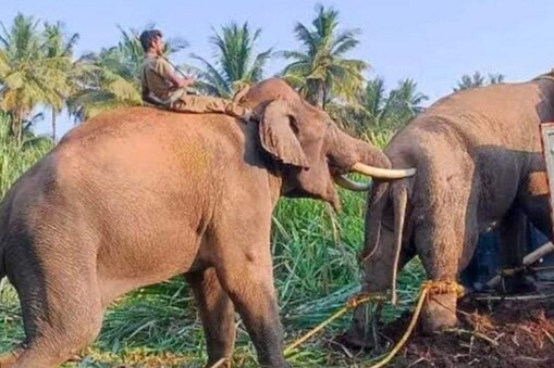 அரிசிக்கொம்பன் சிக்கியது எப்படி?
