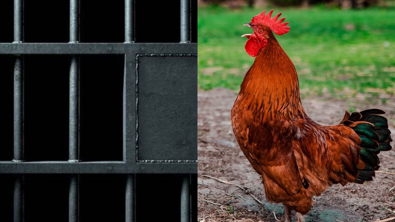 சேவலை சிறையில் அடைத்த போலீஸ்... தெலங்கானாவில் விநோத சம்பவம்... ஏன் தெரியுமா?...