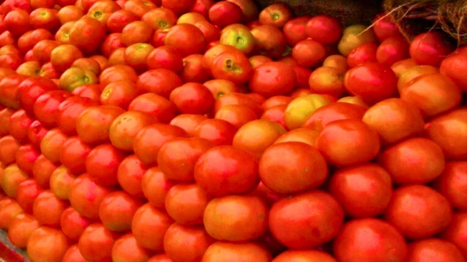 Tomato Price | தக்காளி விலையில் அதிரடி மாற்றம்... ஒரு கிலோ எவ்வளவுக்கு விற்பனை தெரியுமா..?