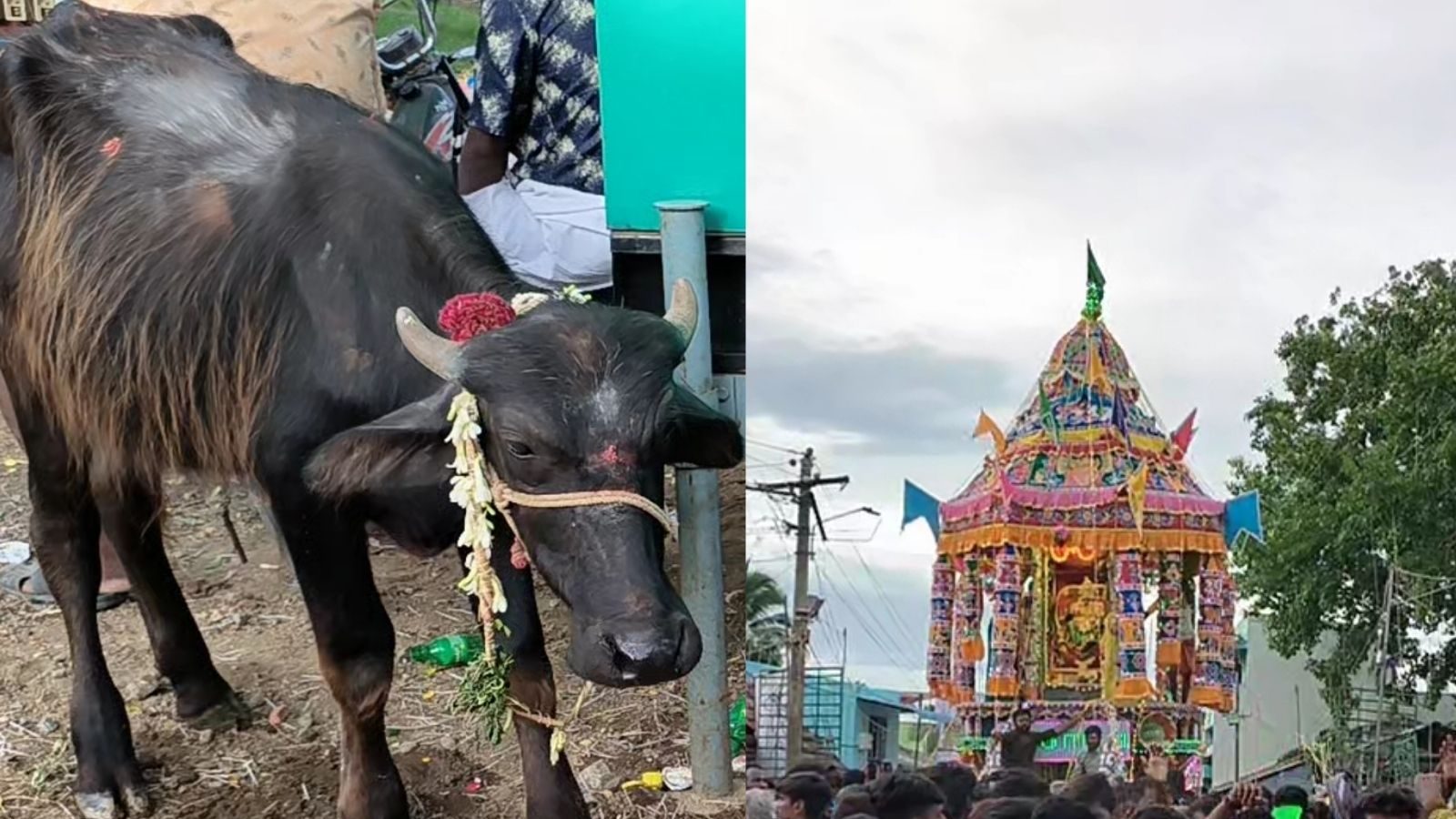 எருமை கிடாவை பலியிட்டு பக்தர்கள் வழிபாடு.. திண்டுக்கல்லில் விநோதம்!
