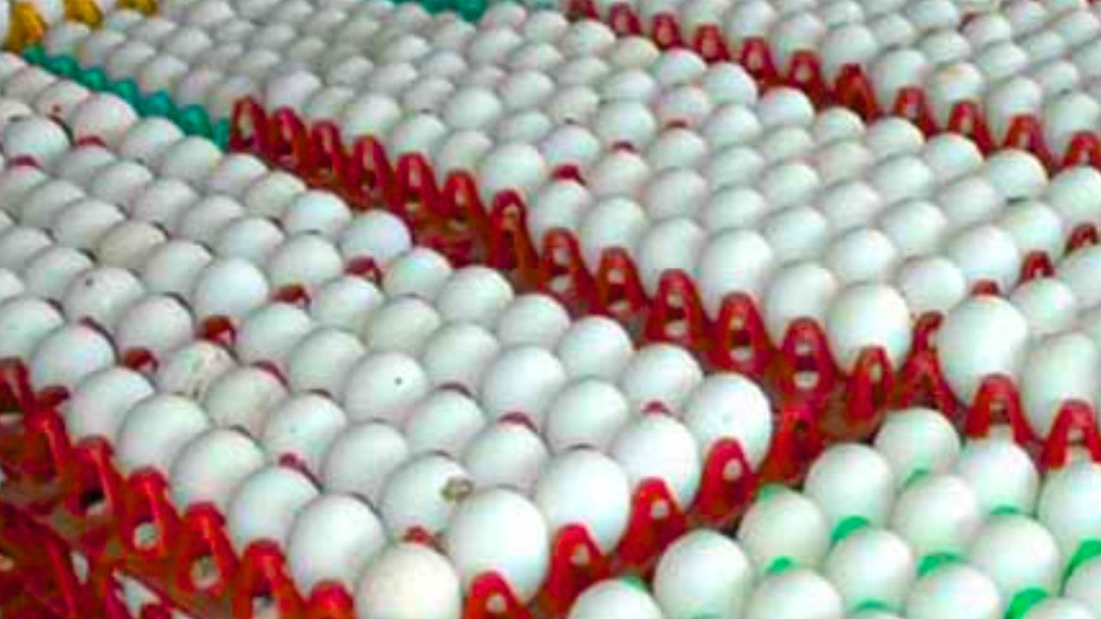 அதிரடியாக குறைந்த முட்டை விலை... கறிக் கோழி விலை எவ்வளவு தெரியுமா..?