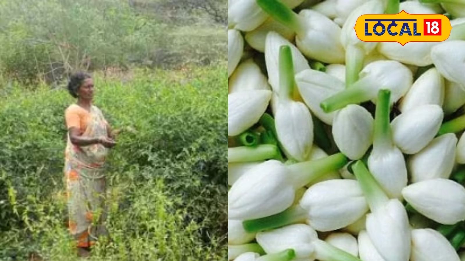 மதுரை மல்லிகை விவசாயிகளுக்கு தொழில்நுட்ப பயிற்சி..!