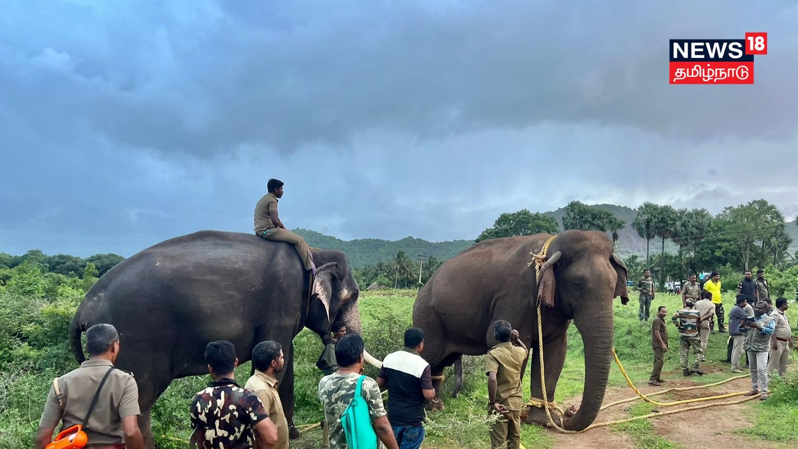 மக்களை அச்சுறுத்தி வந்த மக்னா யானை.. மயக்க ஊசி செலுத்தி பிடித்த வனத்துறை