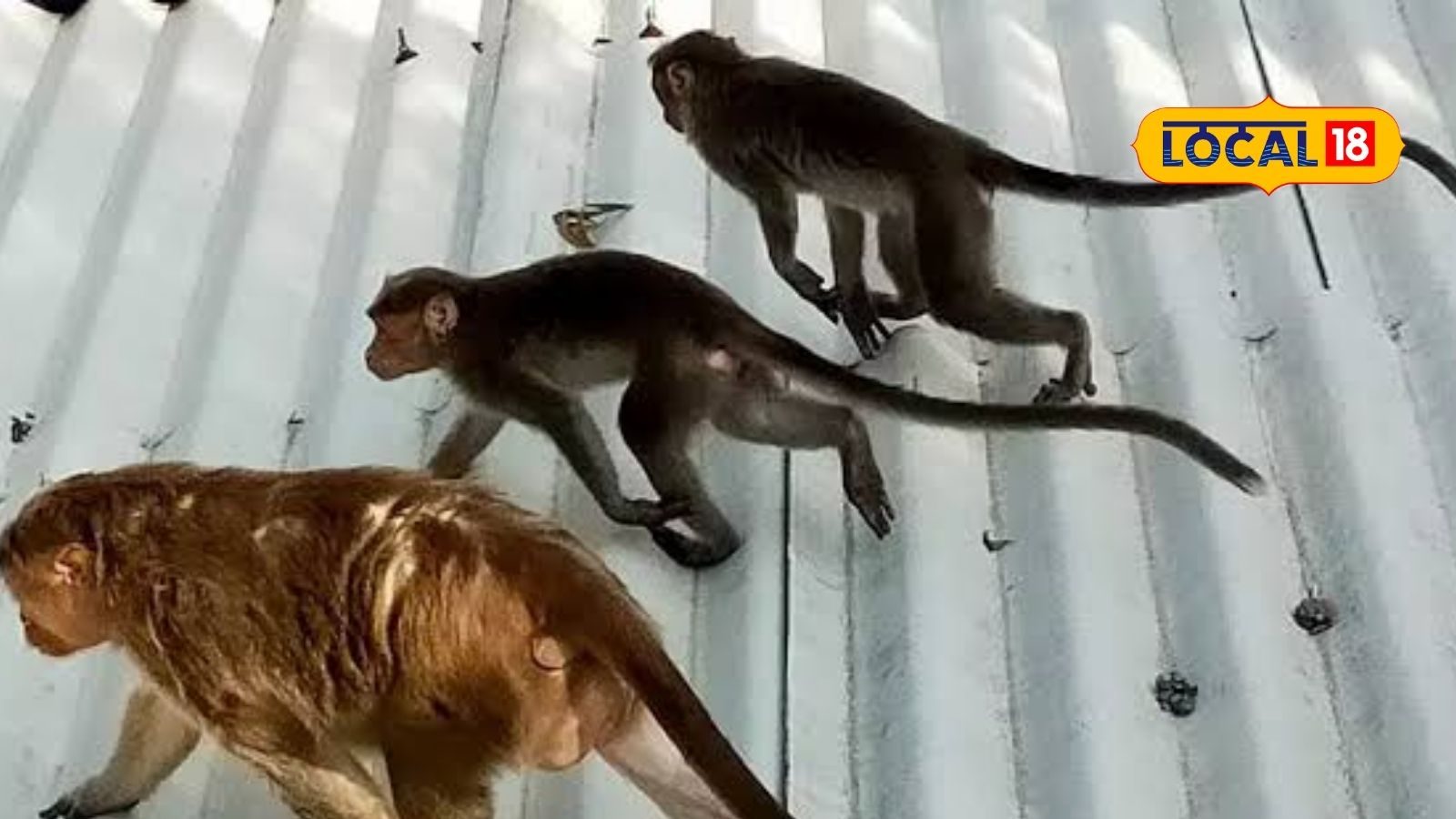 செங்கல்பட்டில் அட்டகாசம் செய்யும் குரங்குகள்.. அச்சத்தில் மக்கள்!