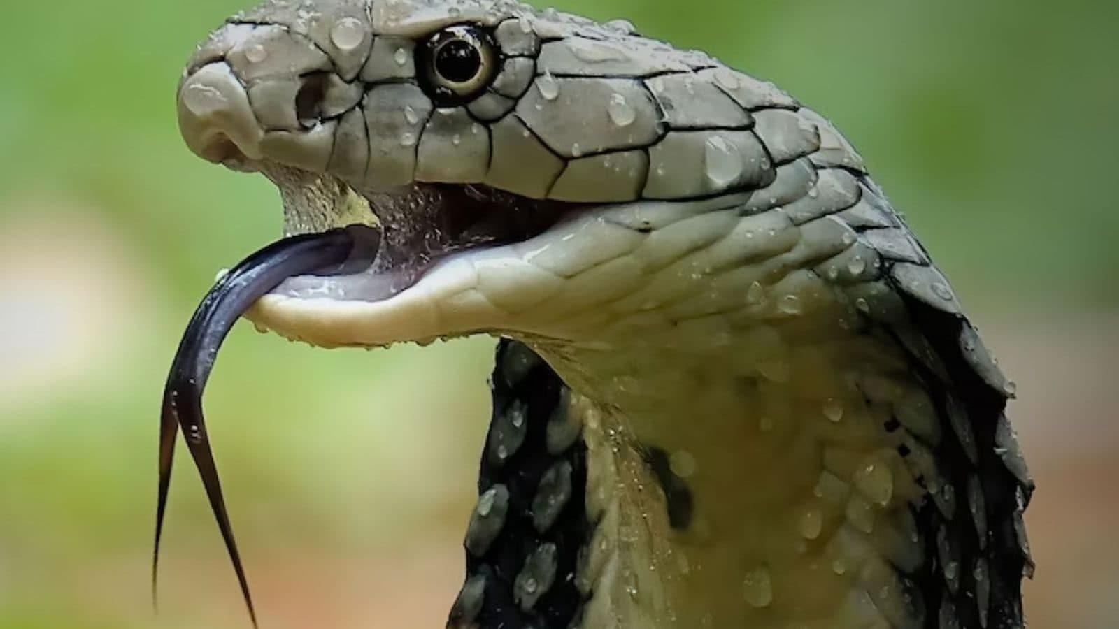 நாக பஞ்சமி 2023: பாம்பை கொன்றால் அது உண்மையில் பழிவாங்குகிறதா?