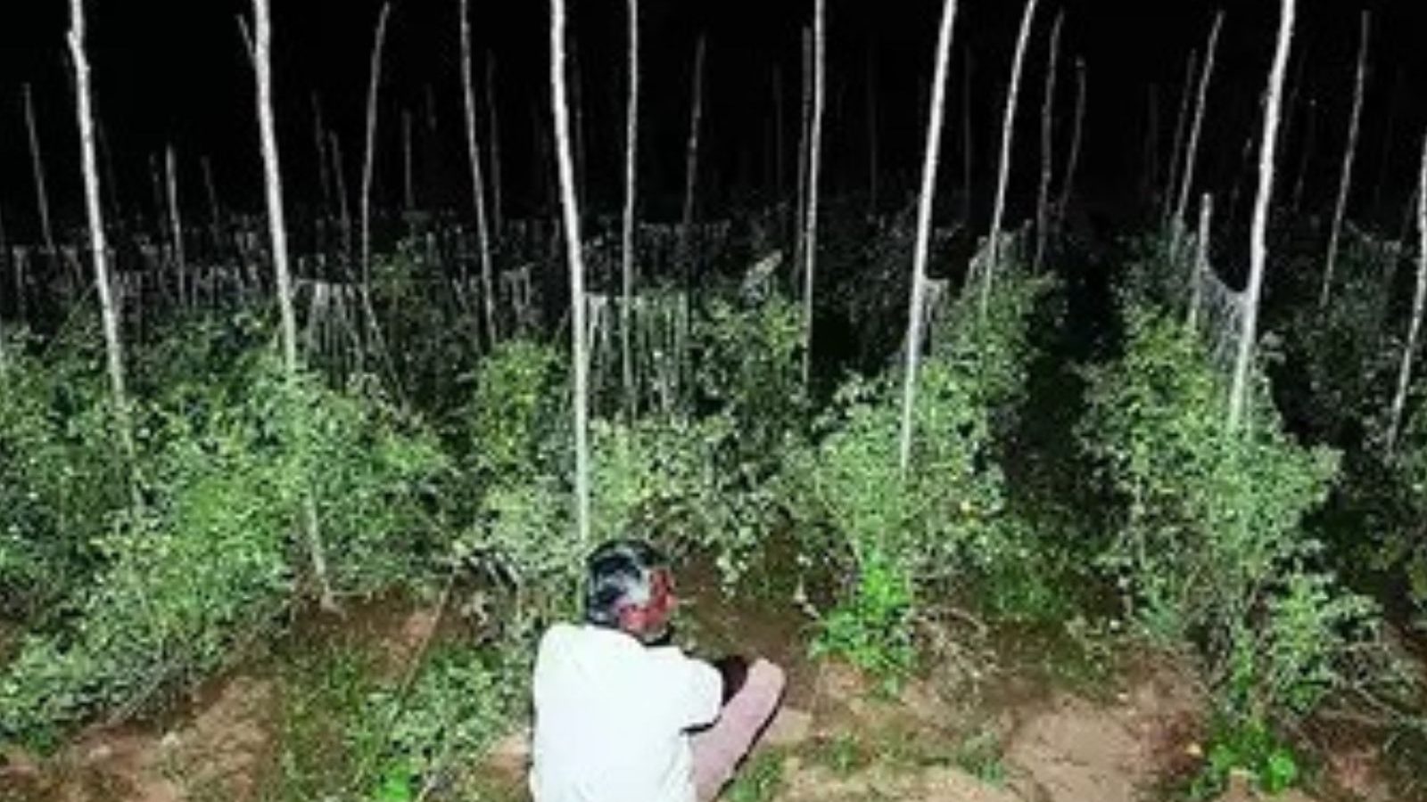 திருடர்கள் கைவரிசை... தக்காளியை காப்பாற்ற இரவு பகலாக காவல் காக்கும் விவசாயிகள்..!