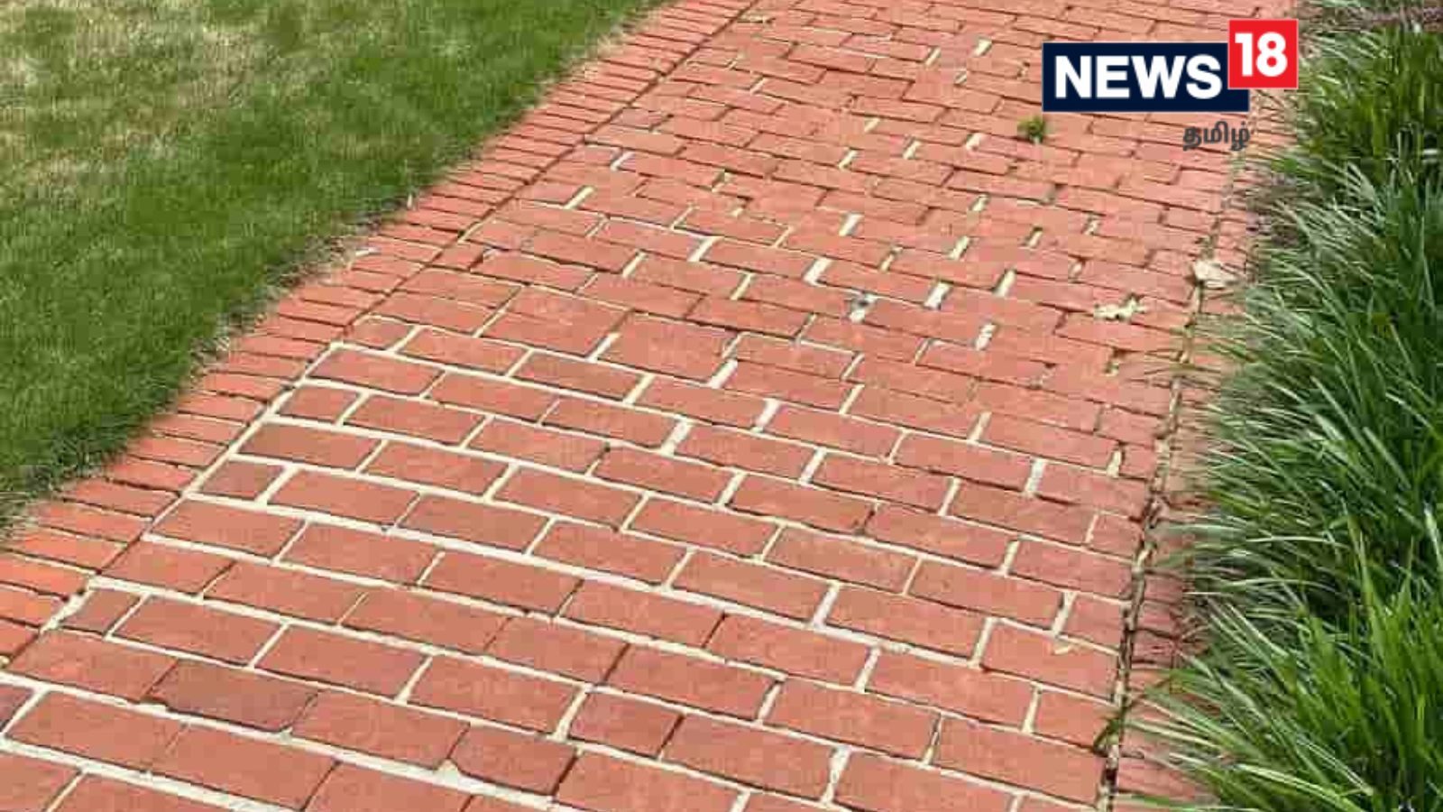 நடைபாதையில் உள்ள ஆமையை 5 நொடிகளில் கண்டுபிடிக்க முடியுமா? நீங்க கில்லாடிதான்...