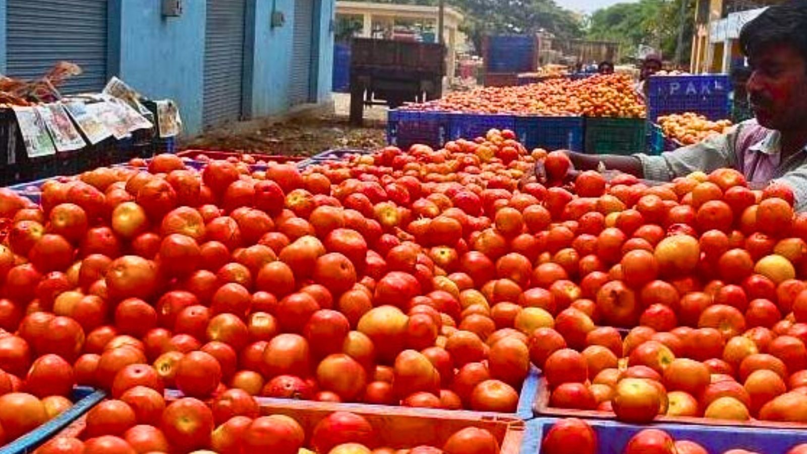 ஒரு கிலோ தக்காளி ரூ.259-க்கு விற்பனை... அதிரடியாக உயர்ந்த விலையால் டெல்லி மக்கள் அதிர்ச்சி