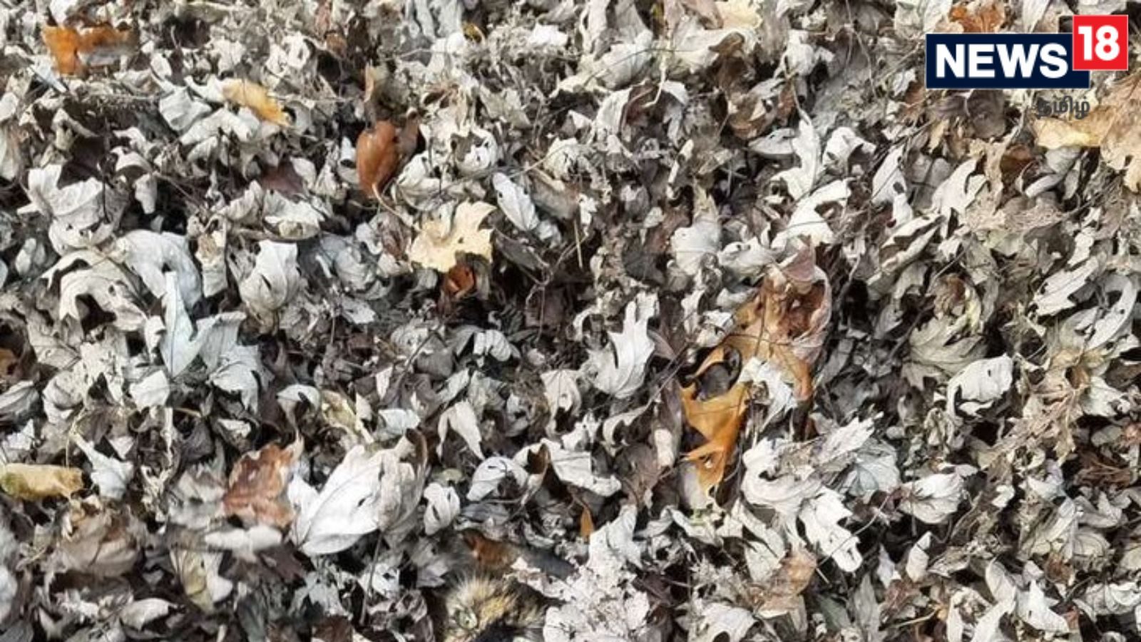 20 வினாடிக்குள் குப்பைக்குள் இருக்கும் பூனையை கண்டுபிடியுங்கள் பார்ப்போம்..!