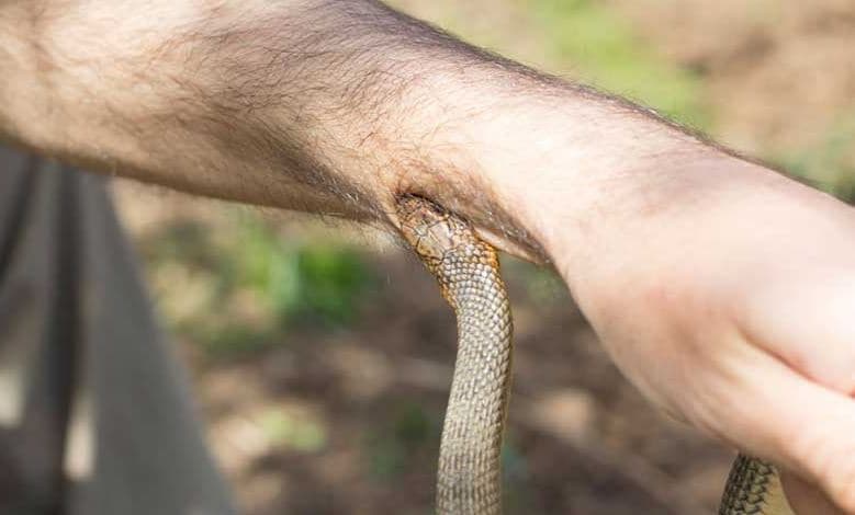பாம்பு கடித்த உடனே இதையெல்லாம் செய்யாதீங்க.. மதுரை பாம்பு பிடி வீரர் அட்வைஸ்! | மதுரை - News18 தமிழ்