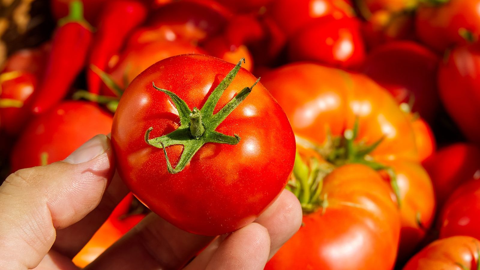 இந்த பிரச்சனை இருக்கவங்க தக்காளி சாப்பிடாமல் இருப்பது நல்லது..!