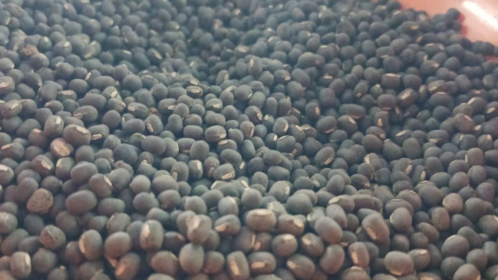 நாமக்கல்லில் உளுந்து சாகுபடி பயிற்சி முகாம்... ஆர்வத்துடன் பங்கேற்ற விவசாயிகள்