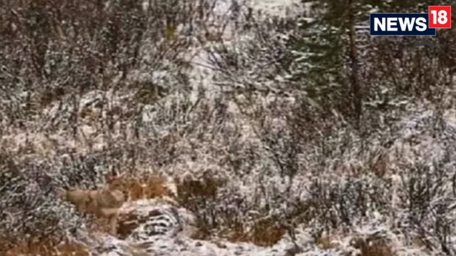 படத்தில் ஒளிந்திருக்கும் ஓநாயை 10 விநாடிகளில் கண்டுபிடிக்க முடியுமா?