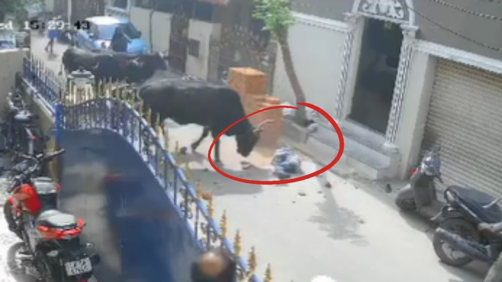 மாடு முட்டி தாக்கியதில் 9வயது சிறுமி காயம்.. பதைபதைக்க வைக்கும் வீடியோ காட்சிகள்