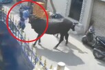 மாடு முட்டி 9 வயது சிறுமி படுகாயம்... உரிமையாளர்  கைது...