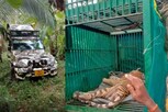 நீலகிரியில் அடுத்தடுத்து 10 புலிகள் பலி... தீவிர விசாரணை