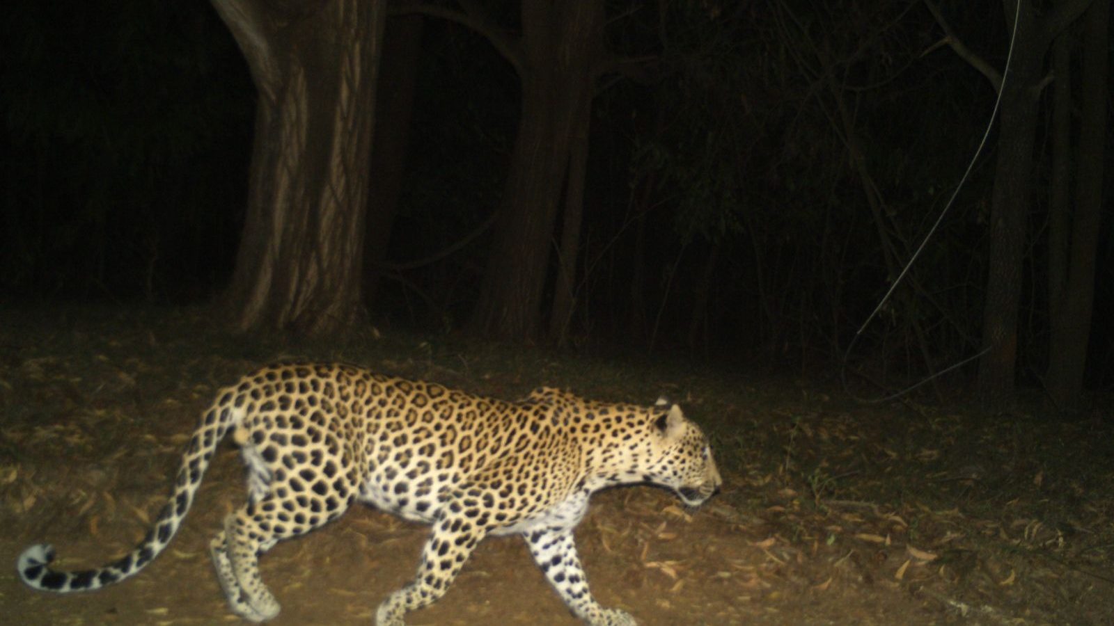 திருப்பதி மலைப்பாதையில்  சுற்றித்திரியும் வனவிலங்குகள்... பக்தர்களுக்கு வனத்துறை எச்சரிக்கை...