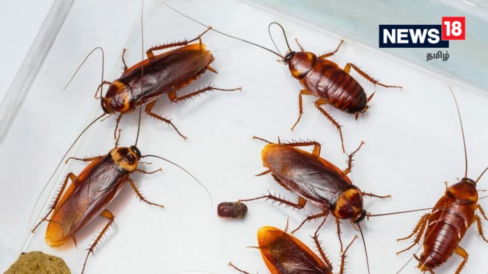 கரப்பான் பூச்சிகளை வீட்டுக்குள் வராமல் எப்படி கட்டுப்படுத்துவது..? உங்களுக்கான டிப்ஸ்..!