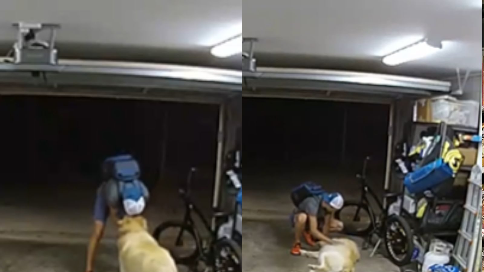 Anjing itu sedang bermain dengan pencuri yang mencuri sepedanya…pemiliknya terkejut!