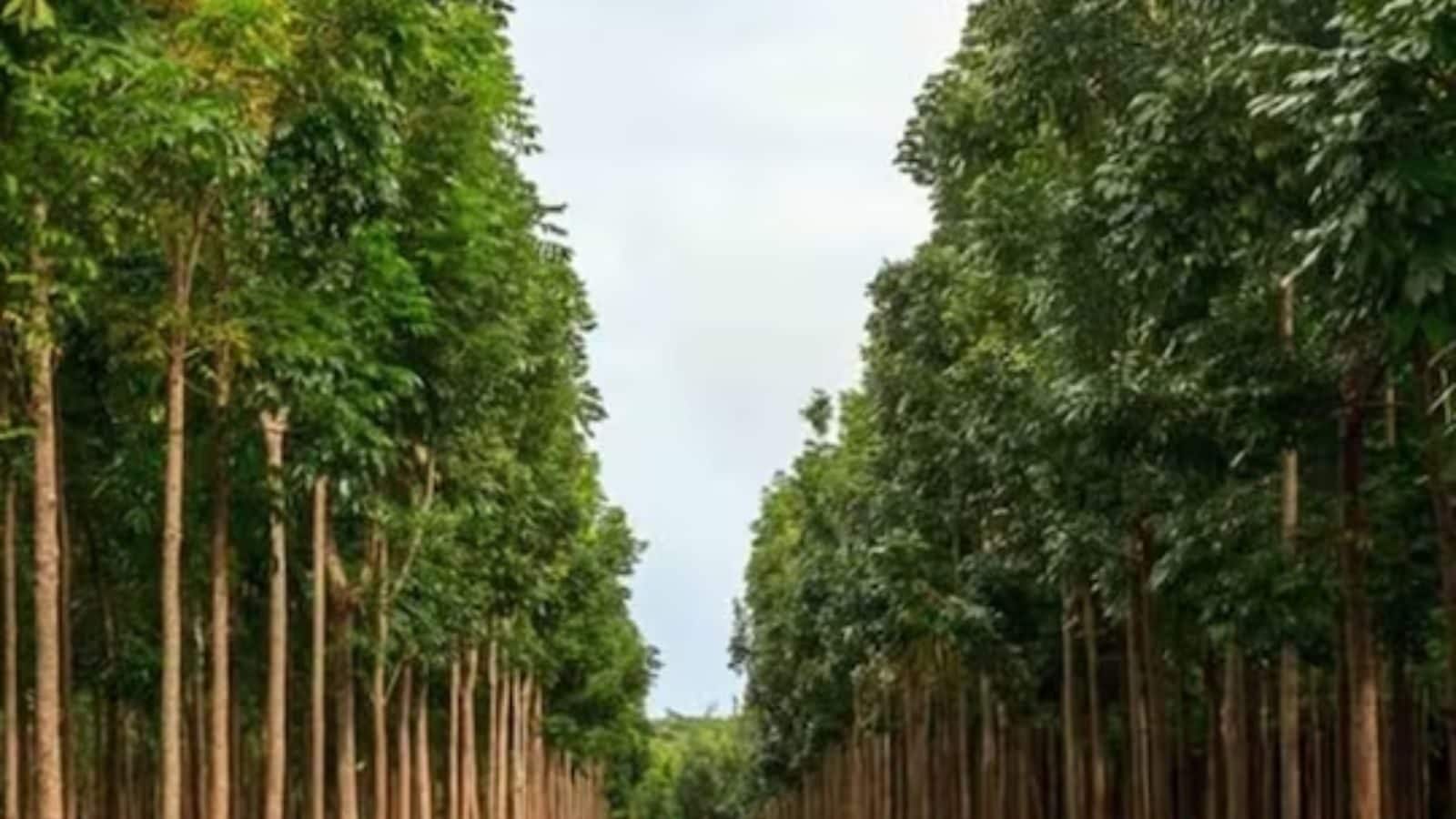 இந்த மரத்தின் மூலம் லட்சங்களில் சம்பாதிக்கலாம்... வளர்ப்பதோ எளிது!