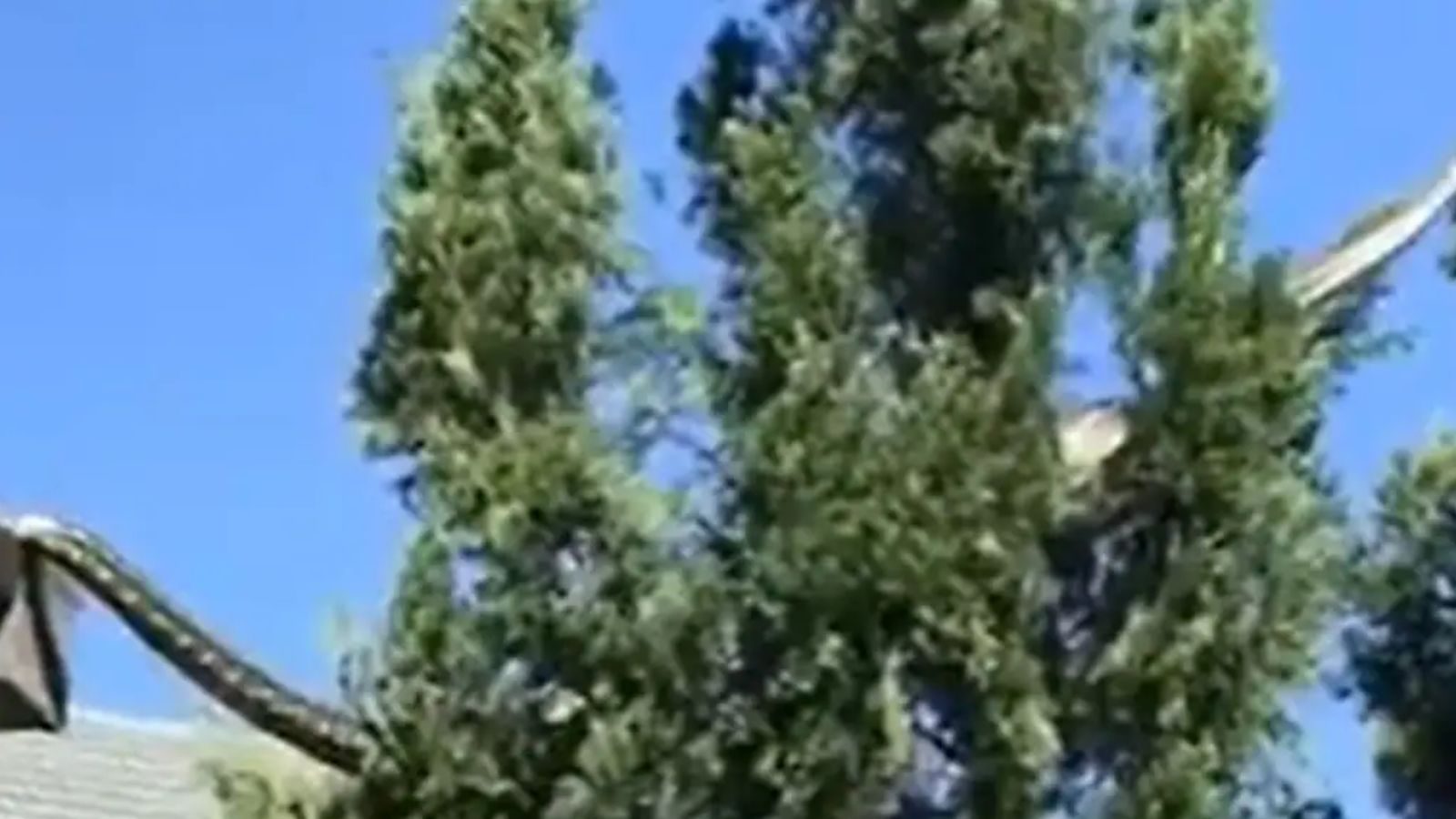 வீட்டின் கூரை மீது ஊர்ந்த 16 அடி மலைப்பாம்பு - வைரல் வீடியோ