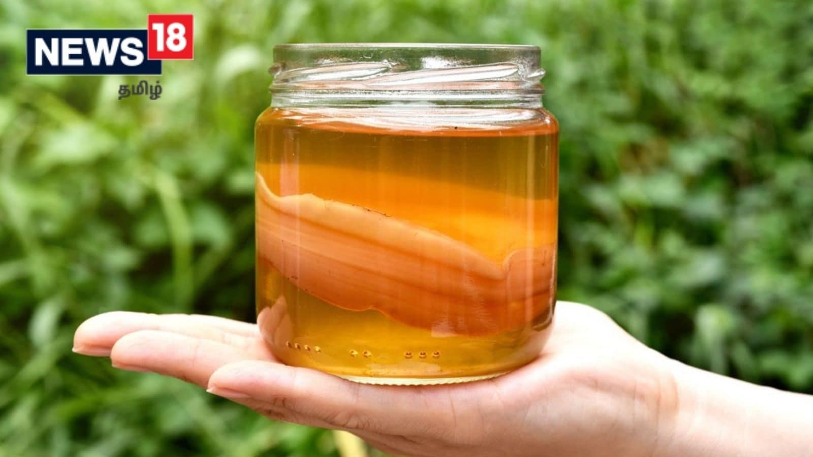 நீரிழிவு நோயாளிகள் அவசியம் பருக வேண்டிய கொம்புச்சா தேநீர்.. வியக்க வைக்கும் மருத்துவ குணங்கள்