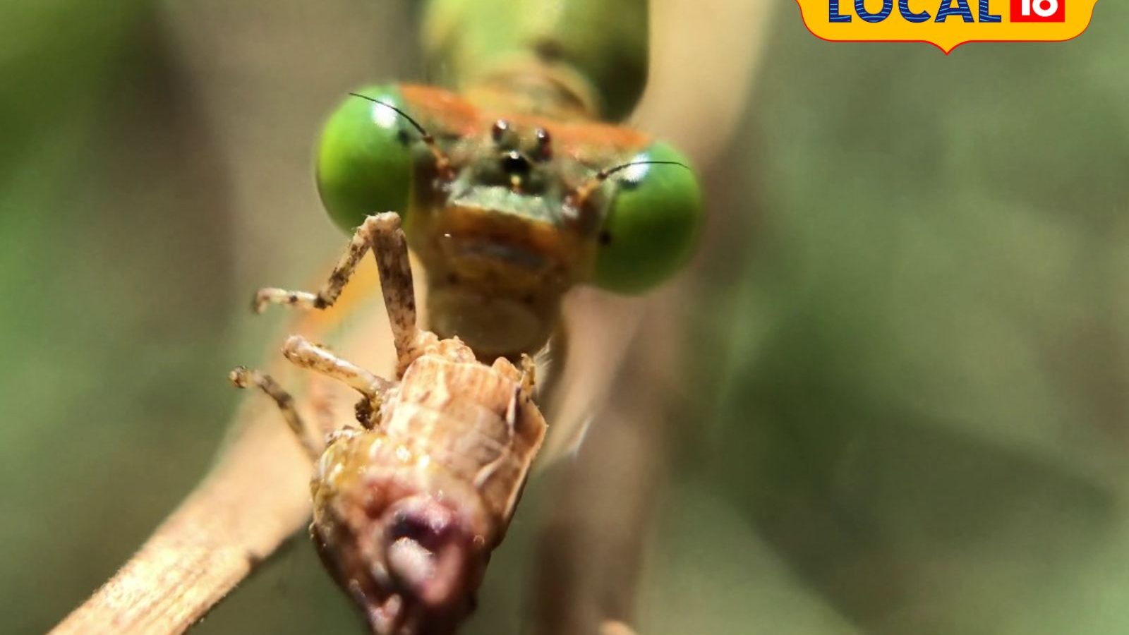 செல்போன் மூலம் பூச்சிகள் உலகத்தை பார்க்கலாம்..! மேக்ரோ லென்ஸில் வேற உலகத்தை காட்டும் கோவை இளைஞர்..!