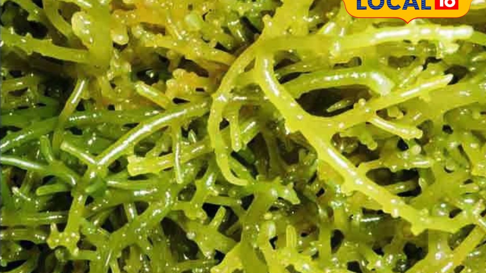 கடல் பாசியில் தயாராகிறது மதிப்புக்கூட்டு பொருட்கள்.. அசத்தல் முயற்சியில் ஈடுபட்டுள்ள தனியார் நிறுவனம்..