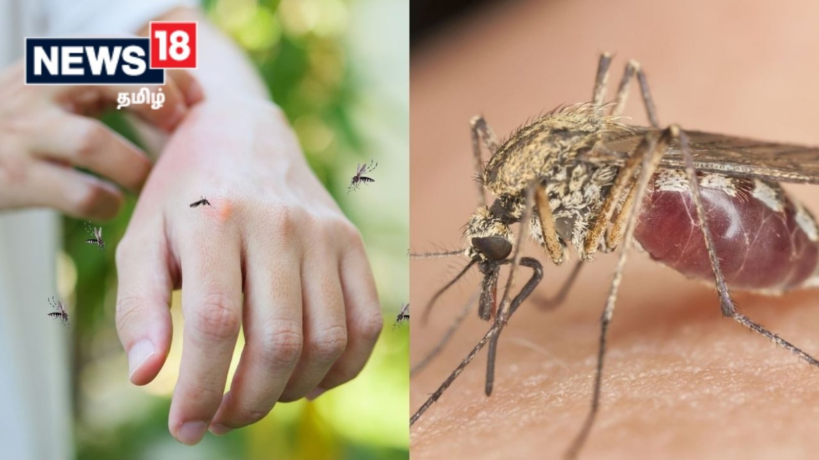 இயற்கையான முறையில் கெமிக்கல் பயன்படுத்தாமல் கொசுக்களை விரட்டும் அசத்தலான வழிகள்!!!