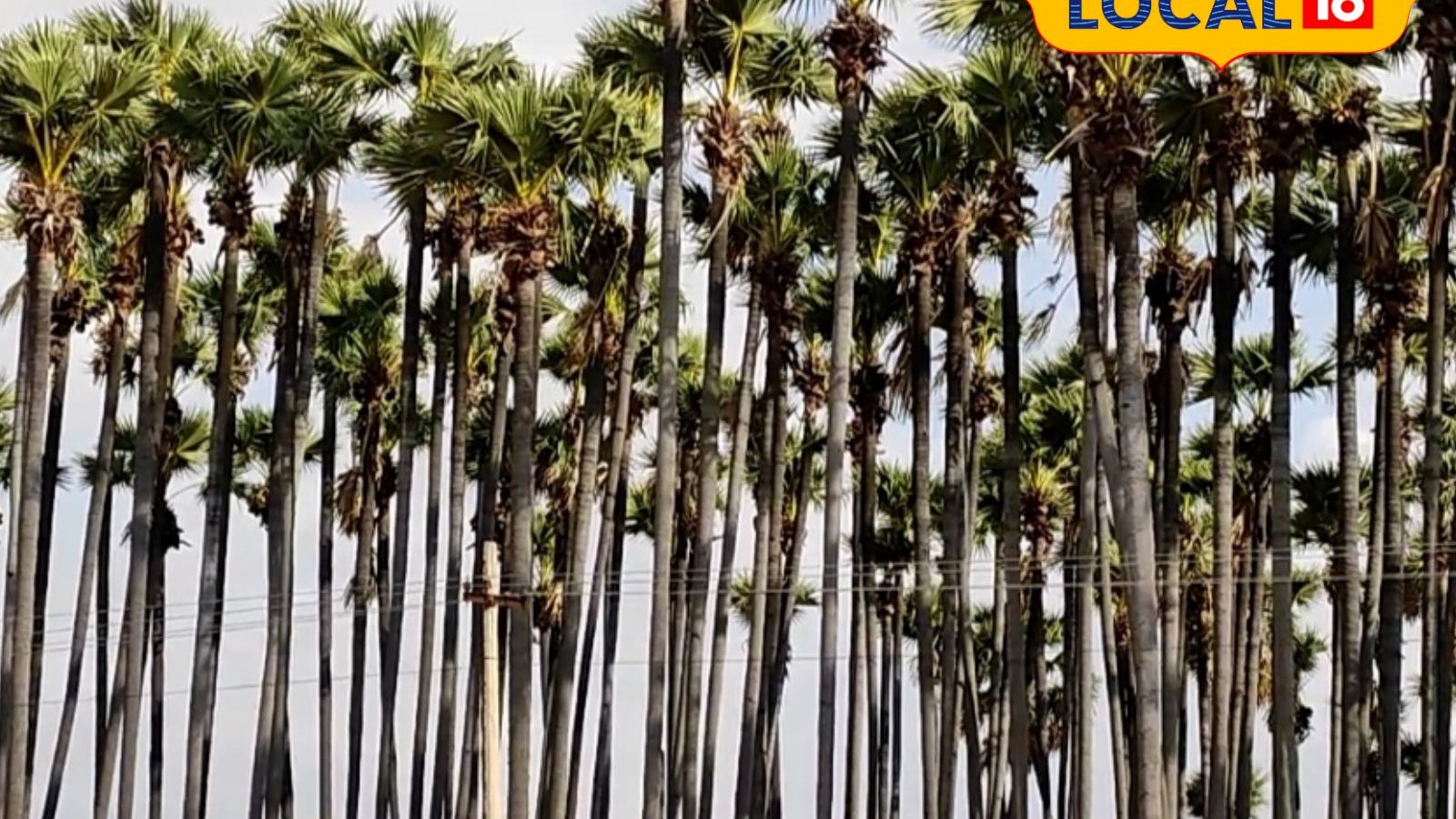 'பனை இல்லையேல் நிலம் பாலைவனமாகும்..' நெல்லையில் இயற்கை ஆர்வலர் எச்சரிக்கை..