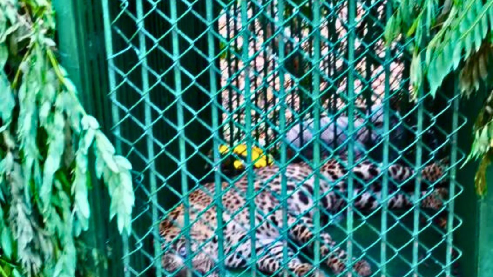 திருப்பதியில் பக்தர்களை அச்சுறுத்திய சிறுத்தை சிக்கியது!