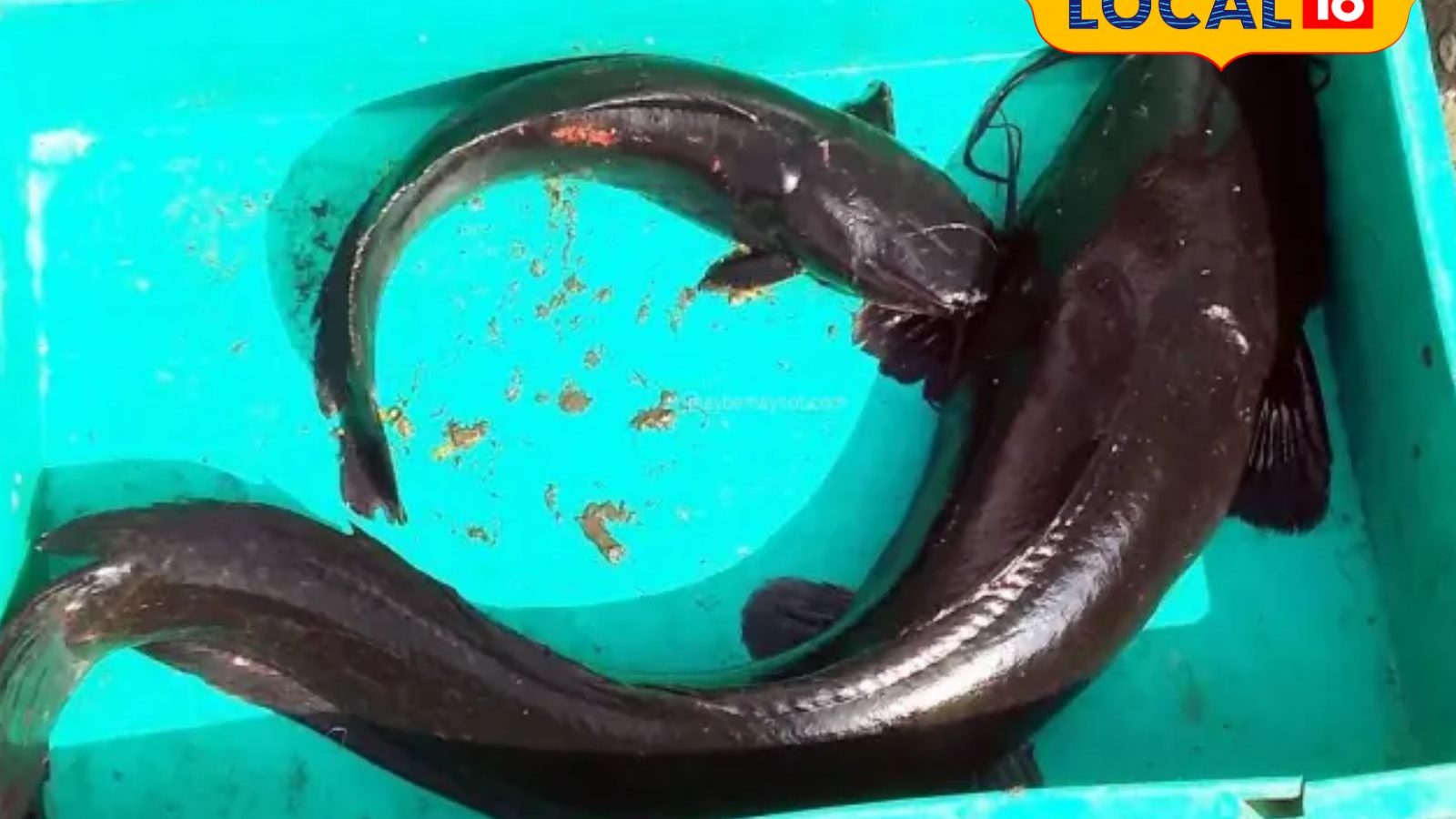 1300 கிலோ தேளிமீன் விற்பனை..! ராமநாதபுரம் உணவு பாதுகாப்புத்துறை அதிகாரிகள் எடுத்த அதிரடி நடவடிக்கை..!