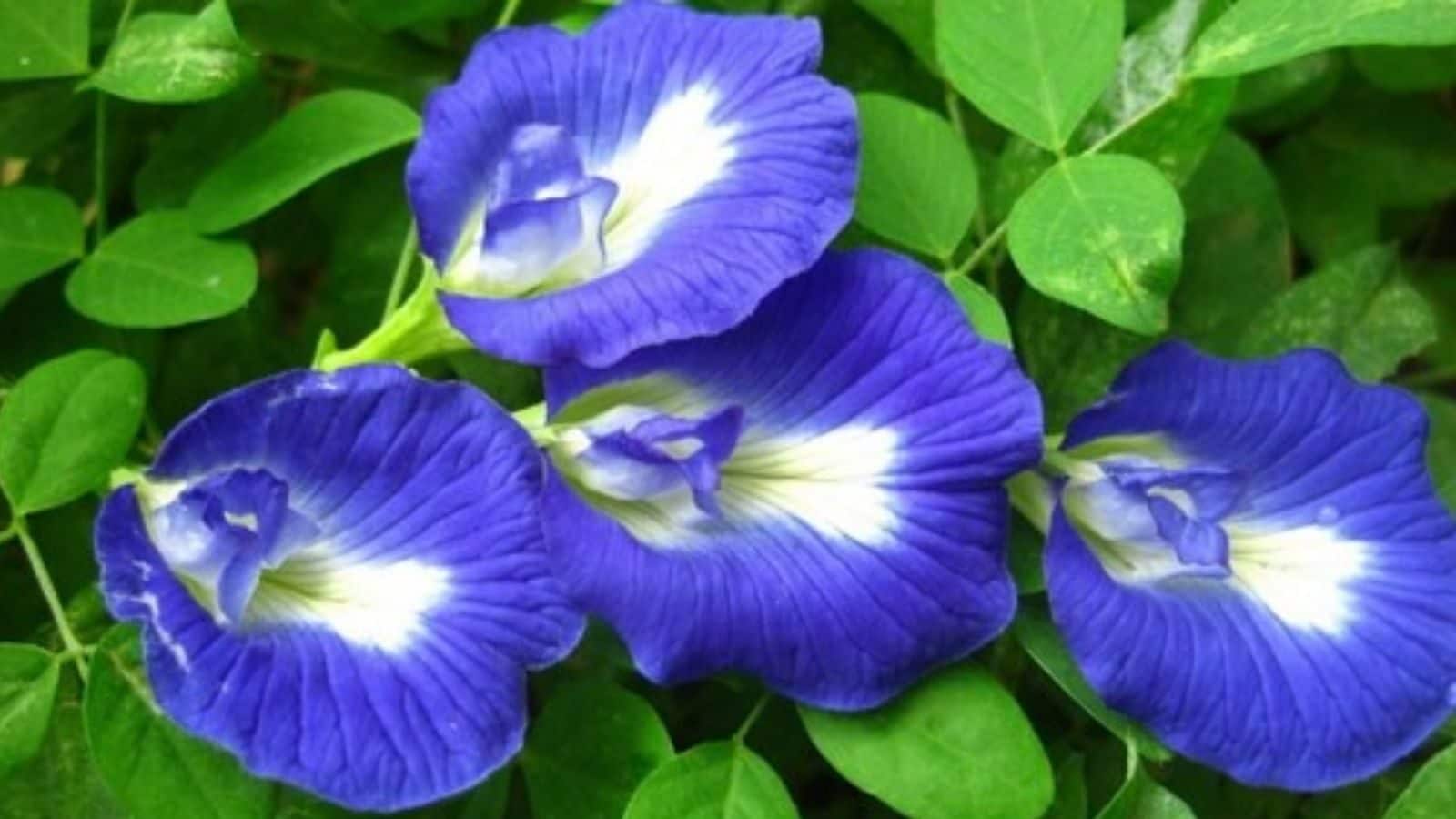 Vastu tips | பண மழையை அருளும் சங்கு பூ பற்றி தெரியுமா?