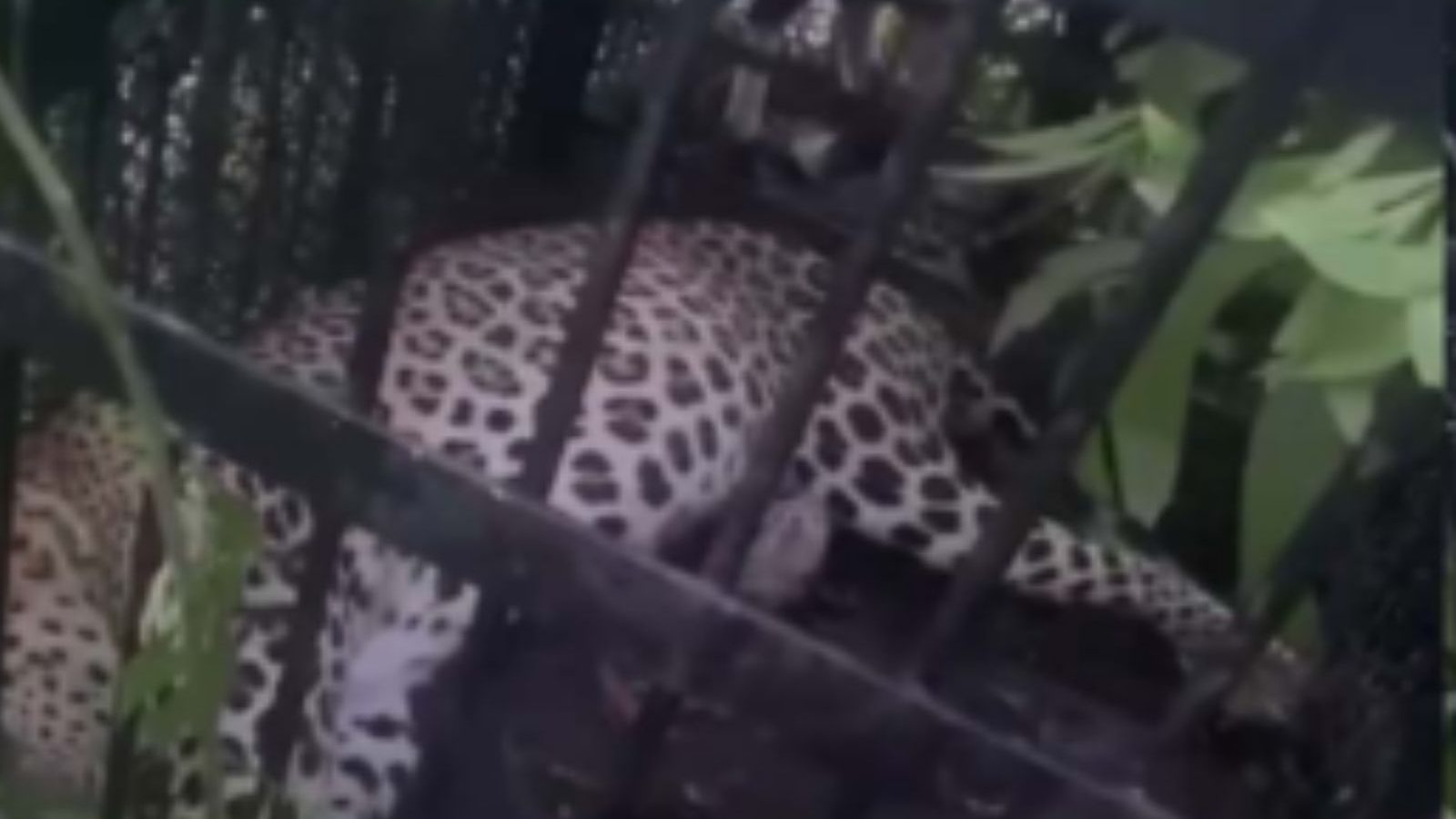 திருப்பதி : ஆட்டைத்தேடி சீறி வந்த சிறுத்தை.. கூண்டில் மாட்டியது 4வது சிறுத்தை!