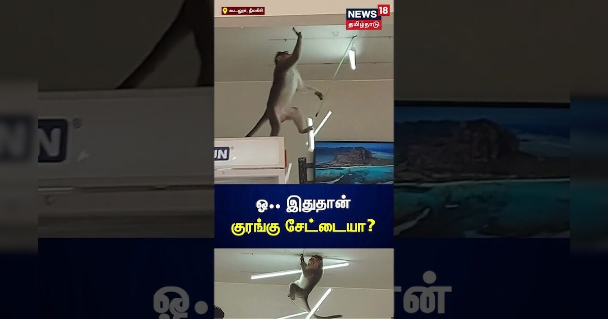 Monkey Viral Video | ஓ.. இதுதான் குரங்கு சேட்டையா? | N18S
