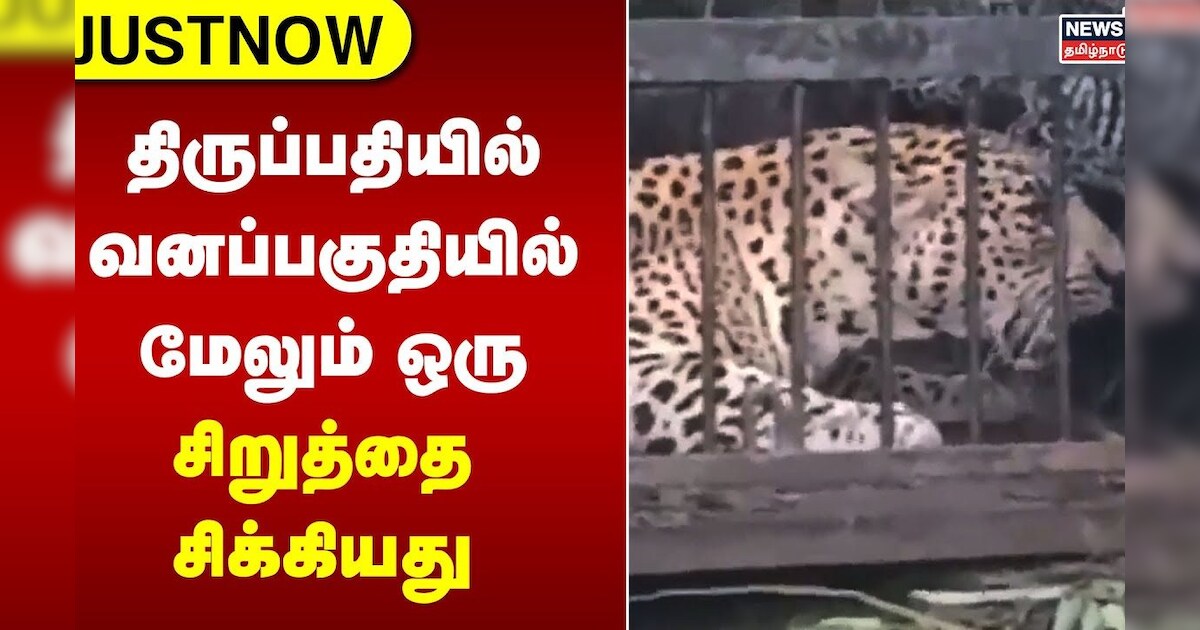 திருப்பதியில் வனப்பகுதியில் மேலும் ஒரு சிறுத்தை சிக்கியது | Cheetah | Tirupati Hill | Tamil News