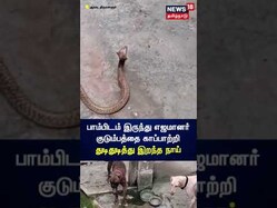 Snake Bite | நாகப்பாம்பிடம் ஒரு மணி நேரம் போராடி எஜமானரை காப்பாற்றி துடிதுடித்து இறந்த நாய் | N18S