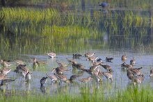 மரக்காணம் கழுவெளி பறவைகள் சரணாலயத்திற்கு அரியவகை வெளிநாட்டு பறவைகளின் வருகை அதிகரிப்பு!