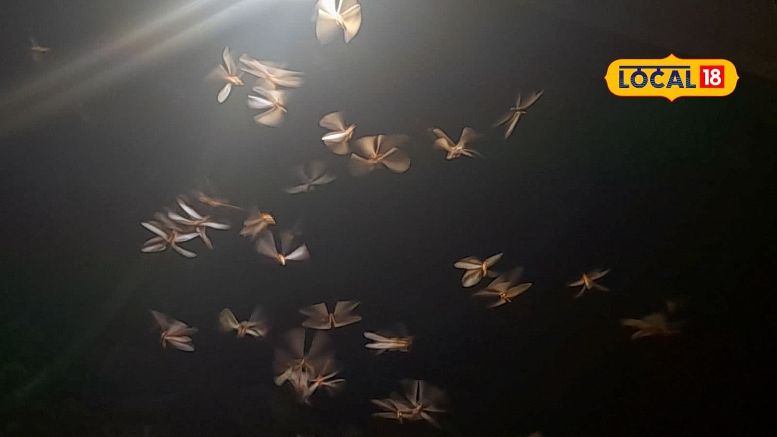 ஒரு நாள் மட்டுமே உயிர் வாழும் ஈசல்கள்.. வெளிச்சல் பட்டால் முடிந்துபோகும் ஈசல் வாழ்க்கை!