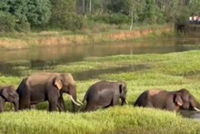 ஒசூர் ஏரியில் ஆனந்த குளியல் போடும் யானை கூட்டம்...  வைரலாகும் வீடியோ!