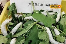 பட்டுப்புழு வளர்ப்பில் மாதம் ரூ.40,000 வருமானம்.. அரசு மானியம் எவ்வளவு தெரியுமா?