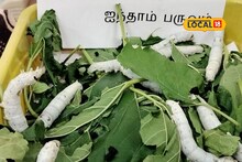 பட்டுப்புழு வளர்ப்பில் மாதம் ரூ.40,000 வருமானம்.. அரசு மானியம் எவ்வளவு தெரியுமா?
